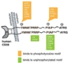 Publication: "CD28 Costimulation: From Mechanism to Therapy"